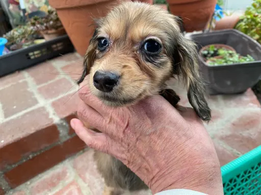 ダックスフンドの子犬販売