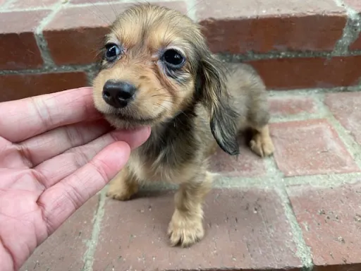 ダックスフンドの子犬販売