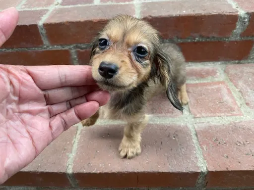 ダックスフンドの子犬販売