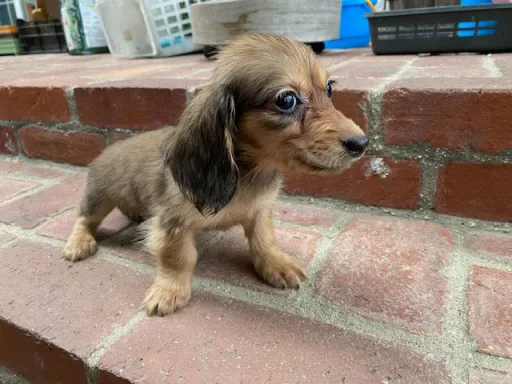 ダックスフンドの子犬販売