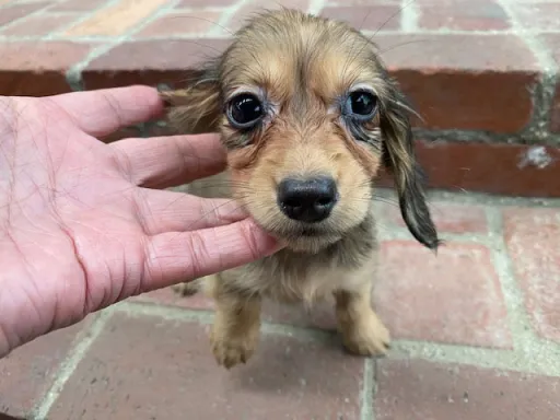 ダックスフンドの子犬販売