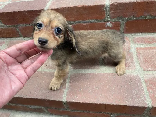 ダックスフンドの子犬販売