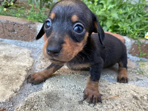 ダックスフンドの子犬販売