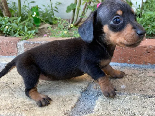 ダックスフンドの子犬販売