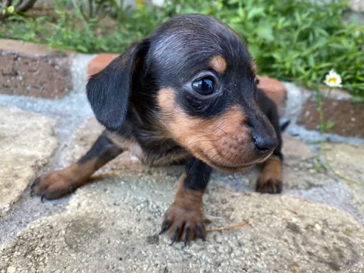 ダックスフンドの子犬販売