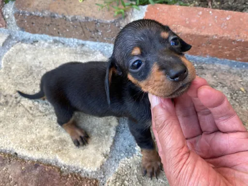ダックスフンドの子犬販売