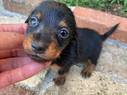 ダックスフンドの子犬販売