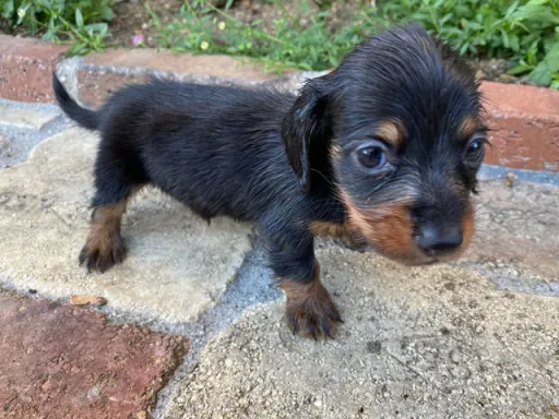 ダックスフンドの子犬販売