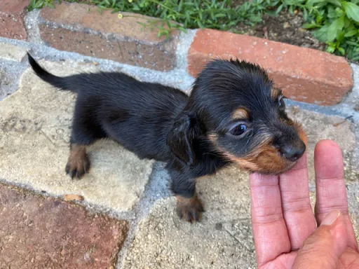 ダックスフンドの子犬販売