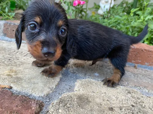 ダックスフンドの子犬販売