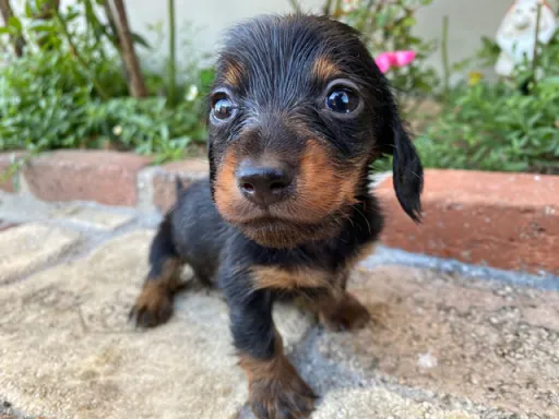 ダックスフンドの子犬販売