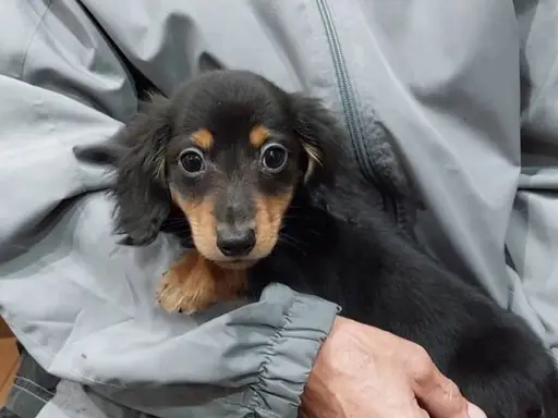 ダックスフンドの子犬販売