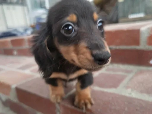ダックスフンドの子犬販売
