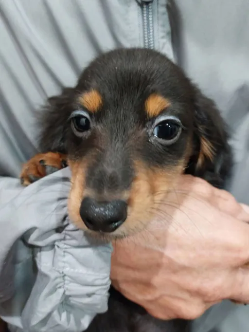 ダックスフンドの子犬販売