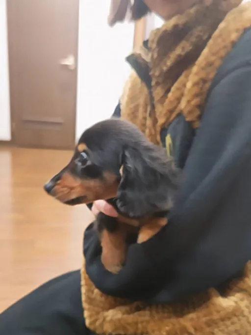 ダックスフンドの子犬販売
