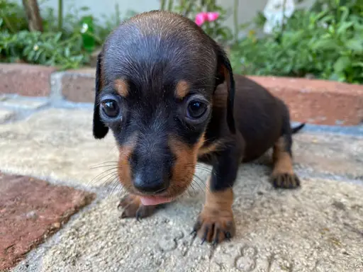 ダックスフンドの子犬販売