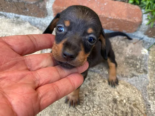 ダックスフンドの子犬販売