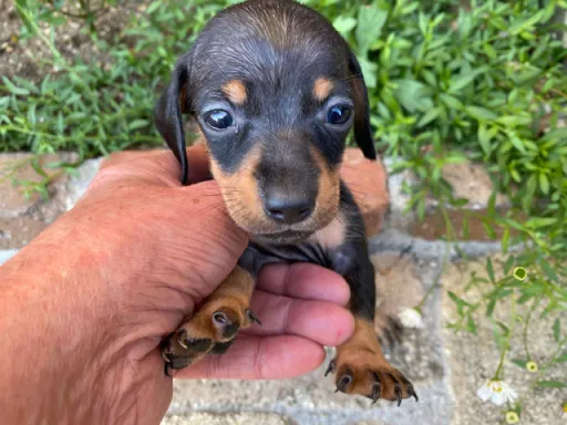 ダックスフンドの子犬販売