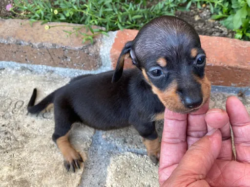 ダックスフンドの子犬販売