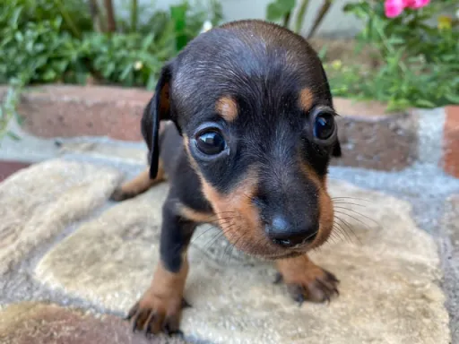 ダックスフンドの子犬販売