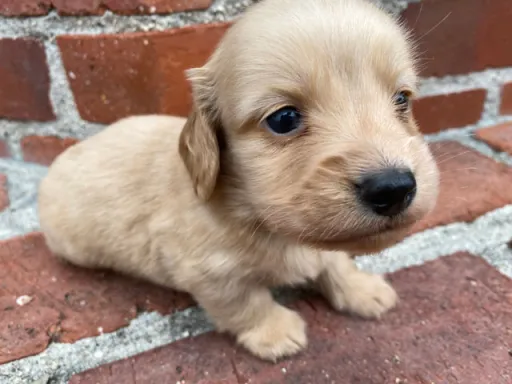 ダックスフンドの子犬販売