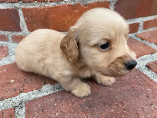 ダックスフンドの子犬販売