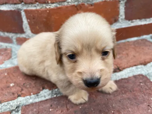 ダックスフンドの子犬販売