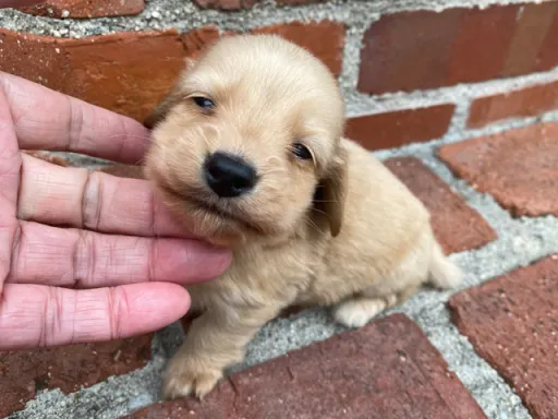 ダックスフンドの子犬販売