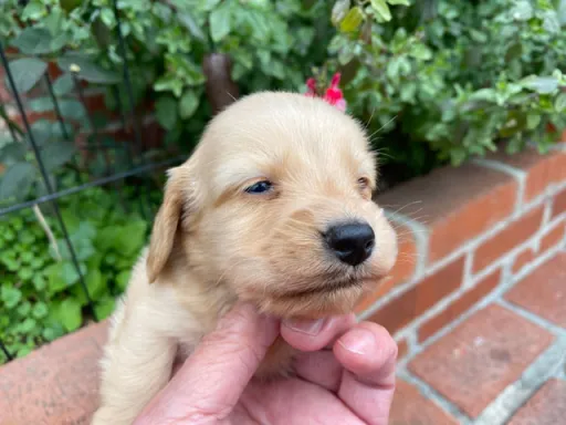 ダックスフンドの子犬販売