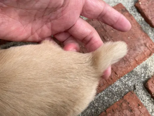 ダックスフンドの子犬販売