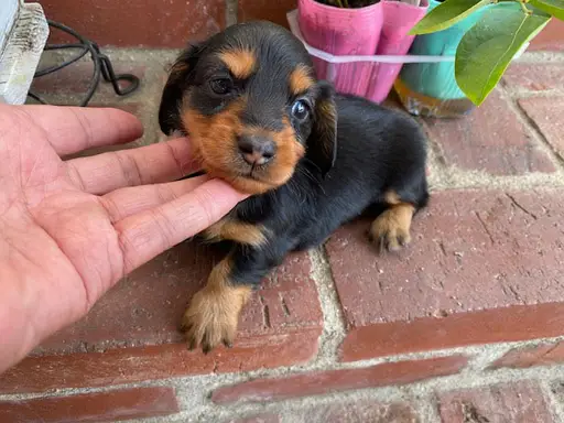 ダックスフンドの子犬販売
