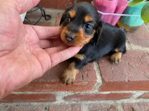 ダックスフンドの子犬販売