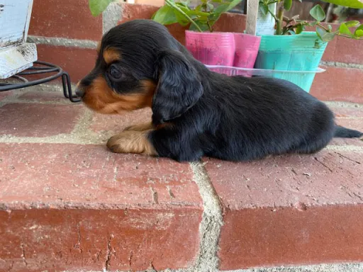 ダックスフンドの子犬販売
