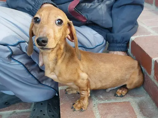 ダックスフンドの子犬販売