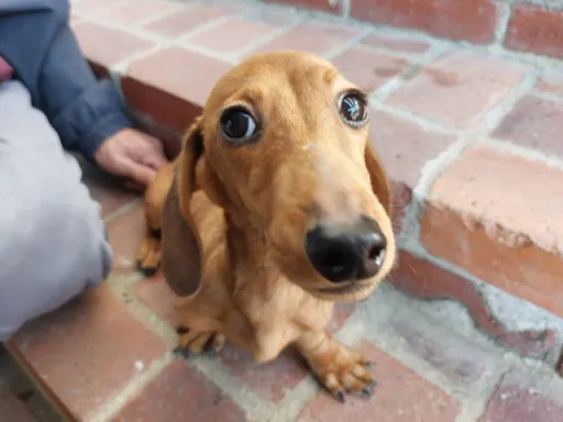 ダックスフンドの子犬販売
