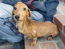 ミニチュア・ダックスフンド / スムースコート