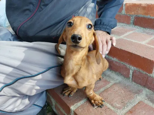 格安犬と里親募集犬の子犬販売
