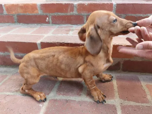 格安犬と里親募集犬の子犬販売