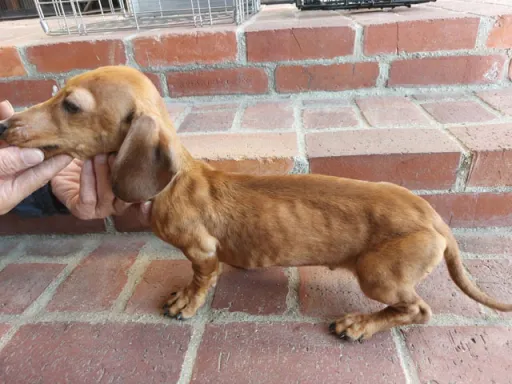 格安犬と里親募集犬の子犬販売