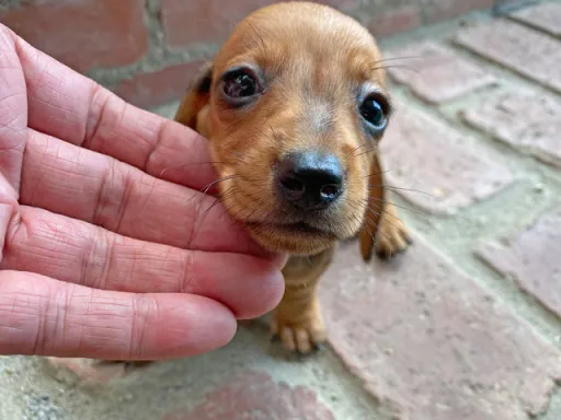 ダックスフンドの子犬販売