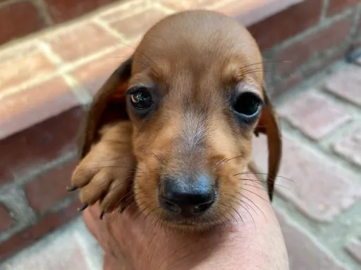ダックスフンドの子犬販売