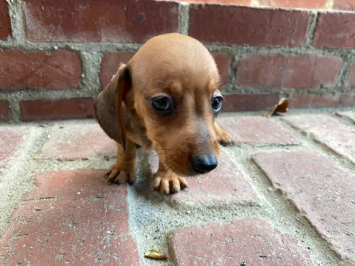 ダックスフンドの子犬販売