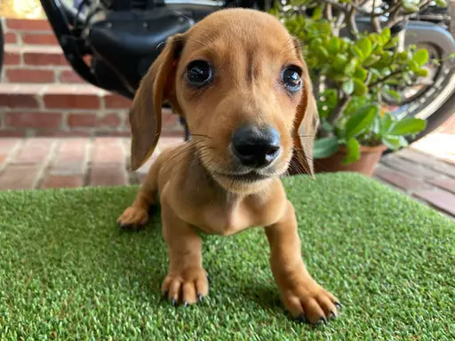 ダックスフンドの子犬販売